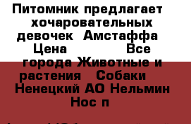 Питомник предлагает 2-хочаровательных девочек  Амстаффа › Цена ­ 25 000 - Все города Животные и растения » Собаки   . Ненецкий АО,Нельмин Нос п.